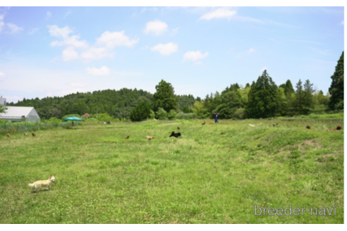 成約済の千葉県のポメラニアン-222402の2枚目